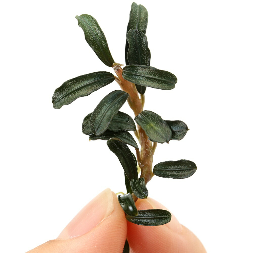 ブセファランドラ 3種類セット おまかせブセファランドラ(東南便)(水上