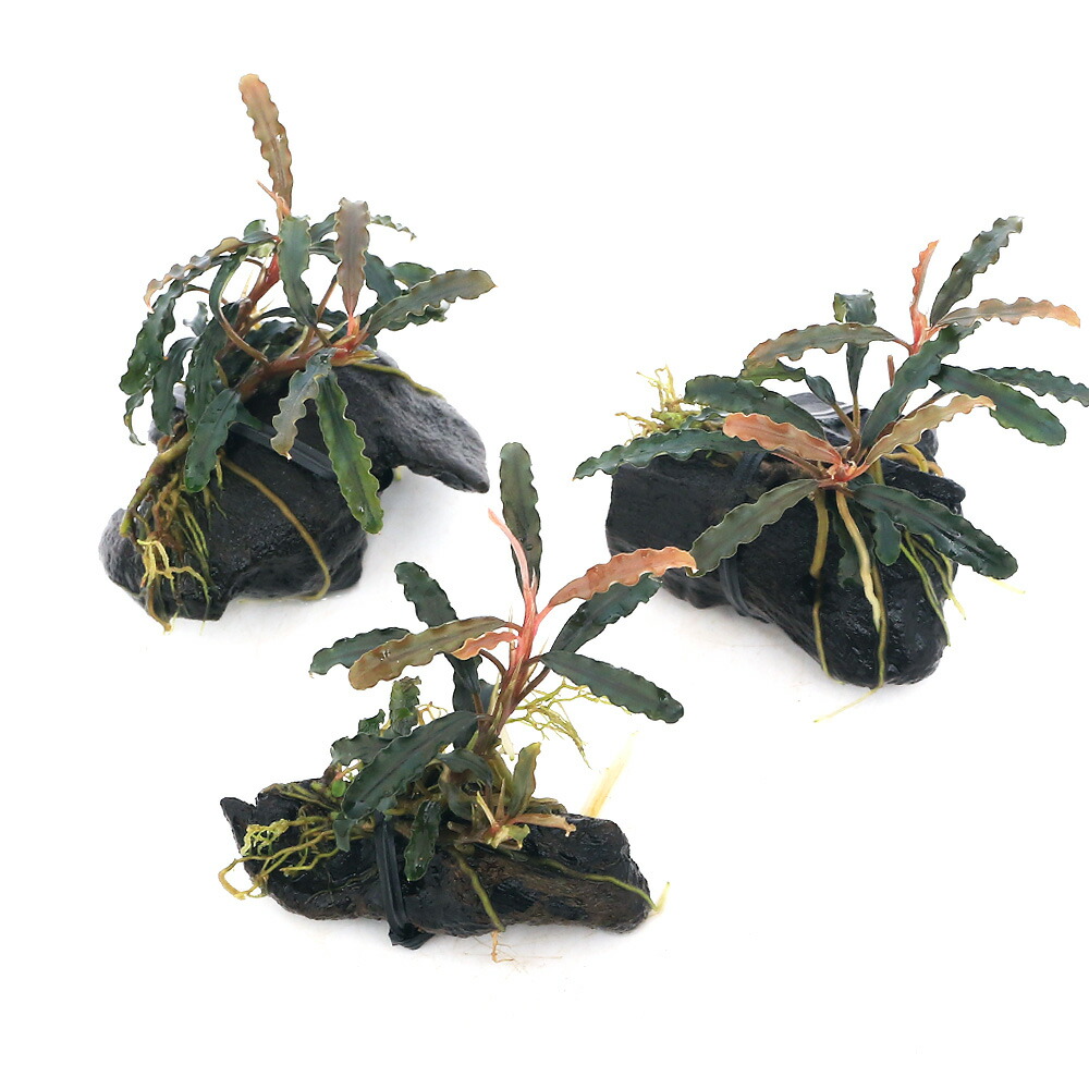 小売 【写真現物】ブセファランドラsp.クダガン流木活着特大群生株