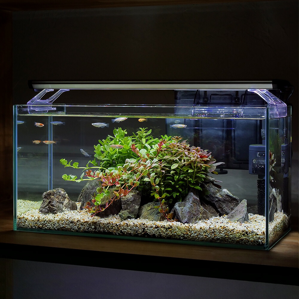 楽天市場】（めだか）（水草）簡単水草レイアウトセット ラメメダカ