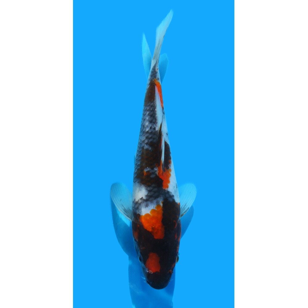 竹本孫一 直筆色紙 「道」 元民社党 衆議院議員 / 日本の政治家 和紙