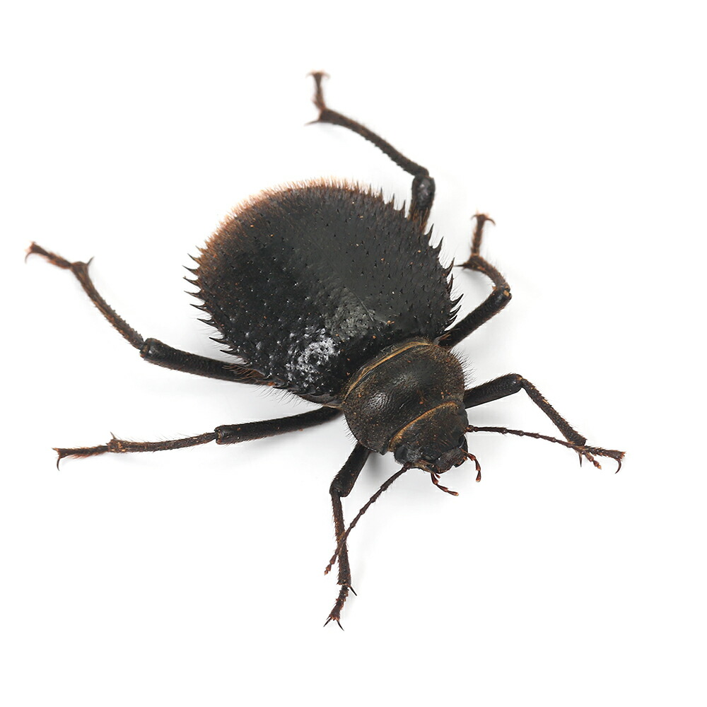 ウズベキスタン産 ゴミムシダマシ 33mm ウズベキスタン産