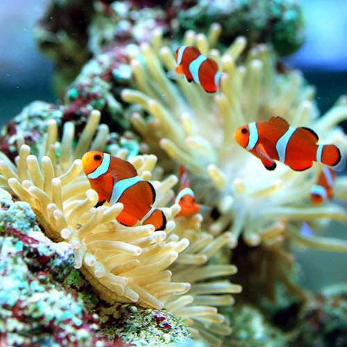 カクレクマノミ 金魚アート 枡 Amazon.co.jp: カクレクマノミ