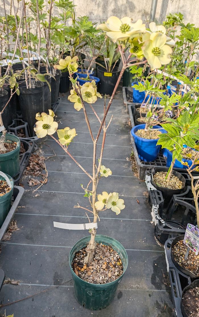 楽天市場】花水木（ハナミズキ） 白花 クラウドナイン 5.5号 苗木(v05