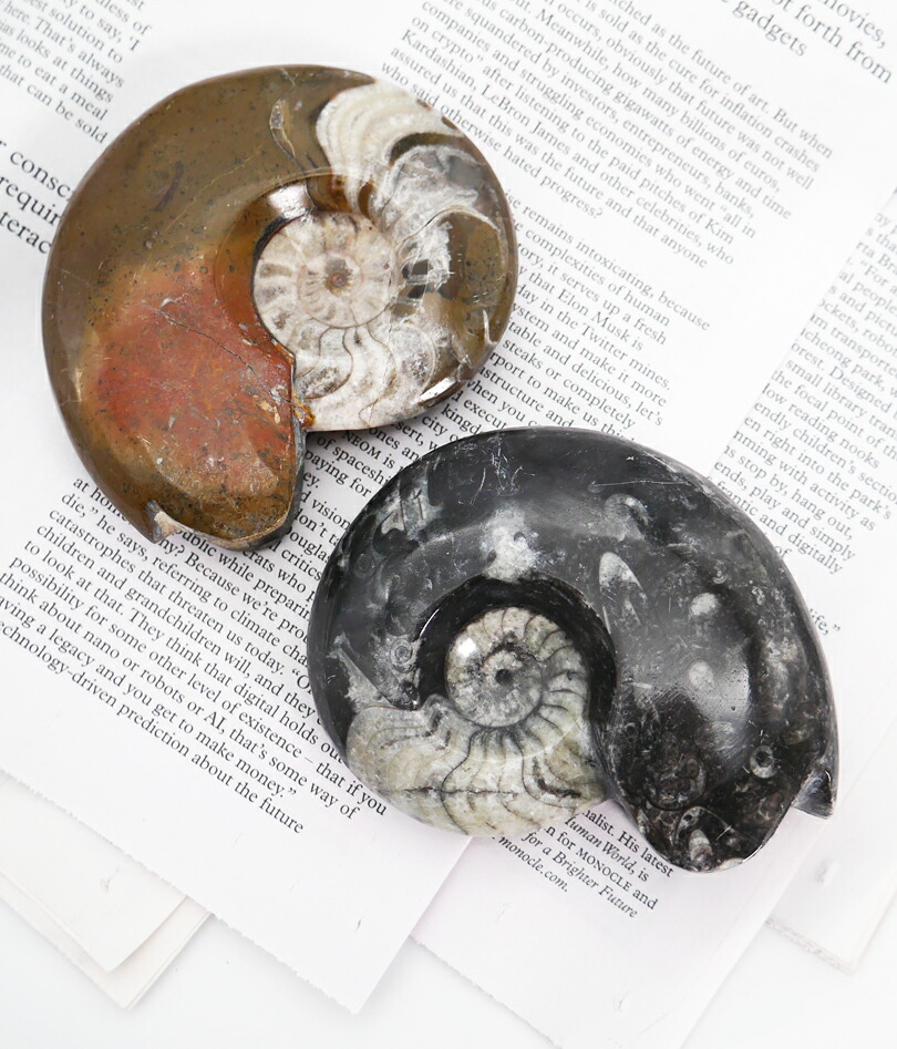 楽天市場】Lサイズ 【化石ペーパーウェイト】アンモナイト 大理石 文鎮