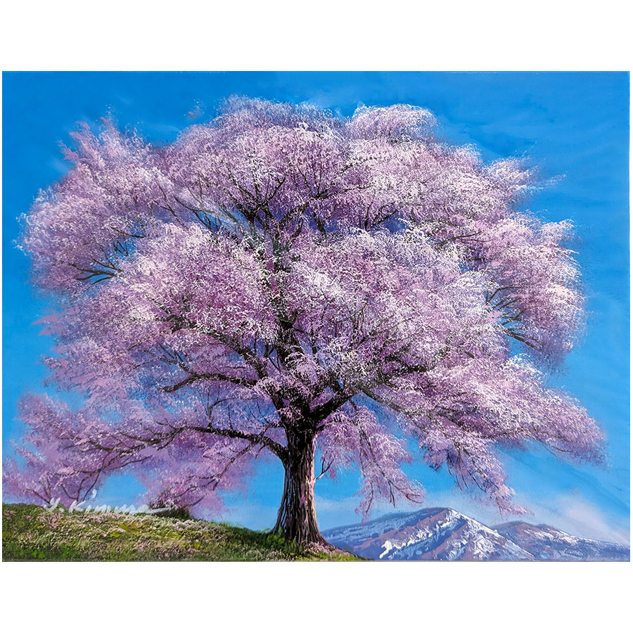41㎝角「朝の桜」油彩・原画・S6 41㎝角「朝の桜」油彩・原画・S6