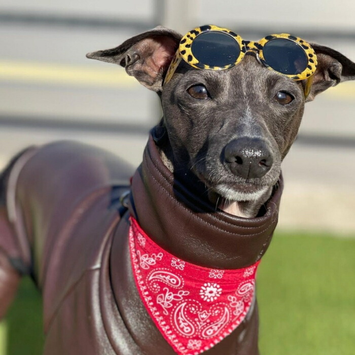 楽天市場】【doggystar ドッギースター】 ロンパース レザーミンク 犬