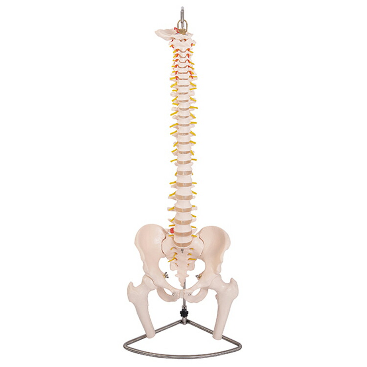 ソムソ社 胸郭・股関節付脊椎骨盤模型♡ 西ドイツ製 ソムソ社 胸郭