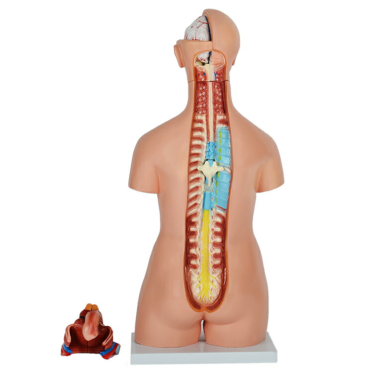楽天市場】人体模型GX-204内臓人体模型85cmユニセックスタイプ男女性器