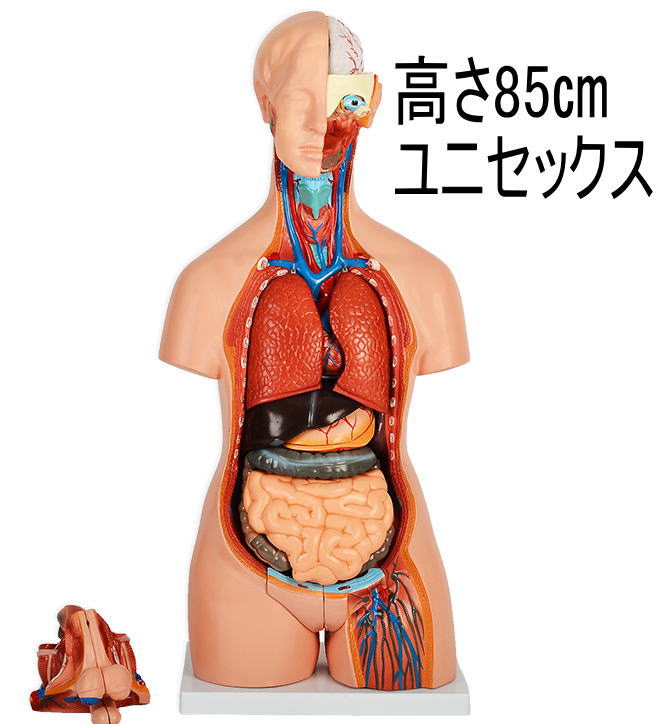 楽天市場】人体模型GX-204内臓人体模型85cmユニセックスタイプ男女性器