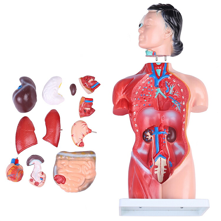 楽天市場】内臓人体模型女性/男性 44cm 骸骨 骨格 骨 模型 ガイコツ