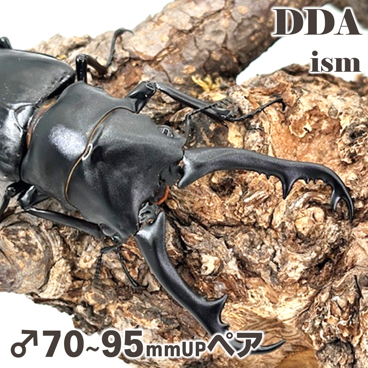 楽天市場】珍品【DDA】スマトラギラファノコギリクワガタ 成虫 ペア