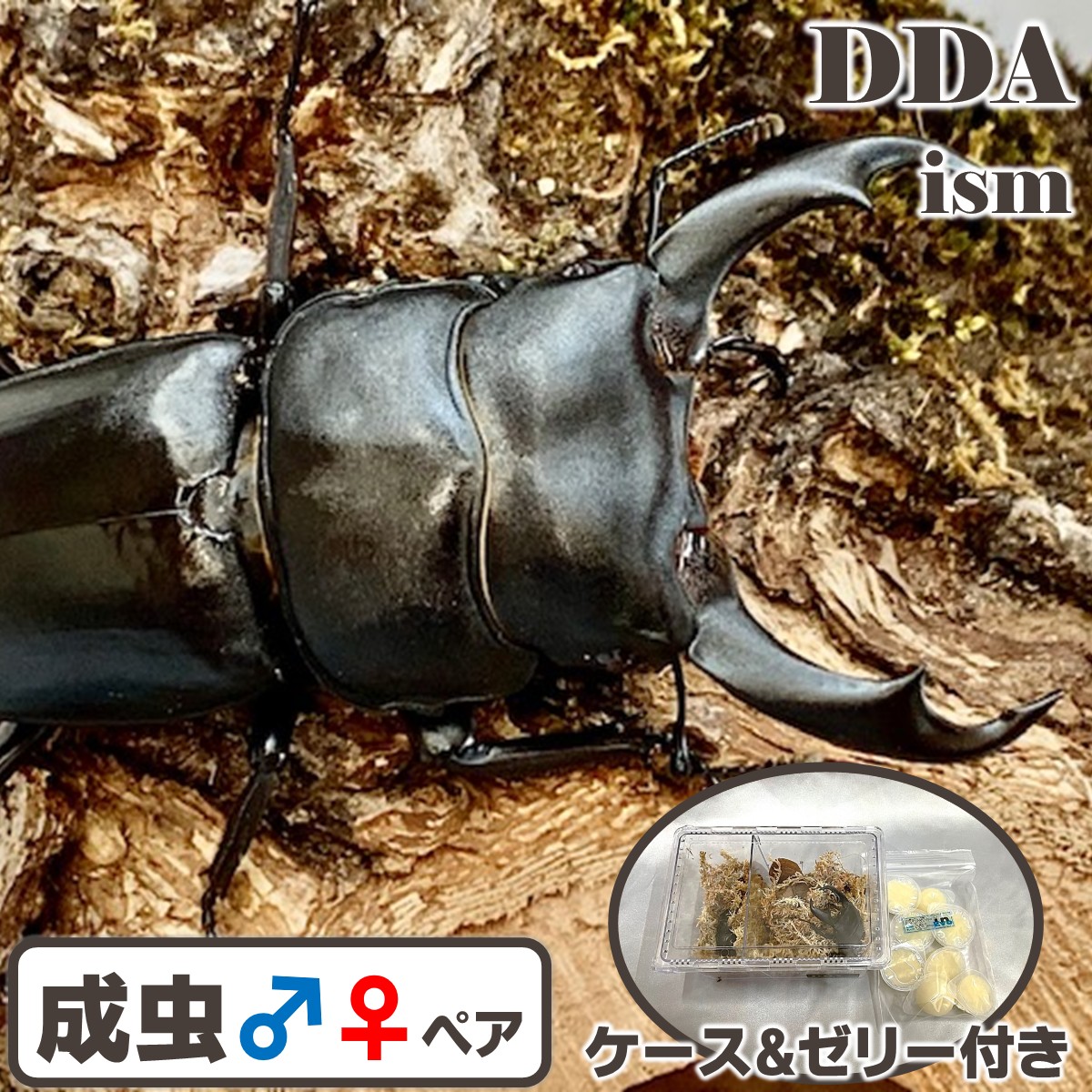 シェンクリングオオクワガタペア 標本 希少保護種!シェンクリング