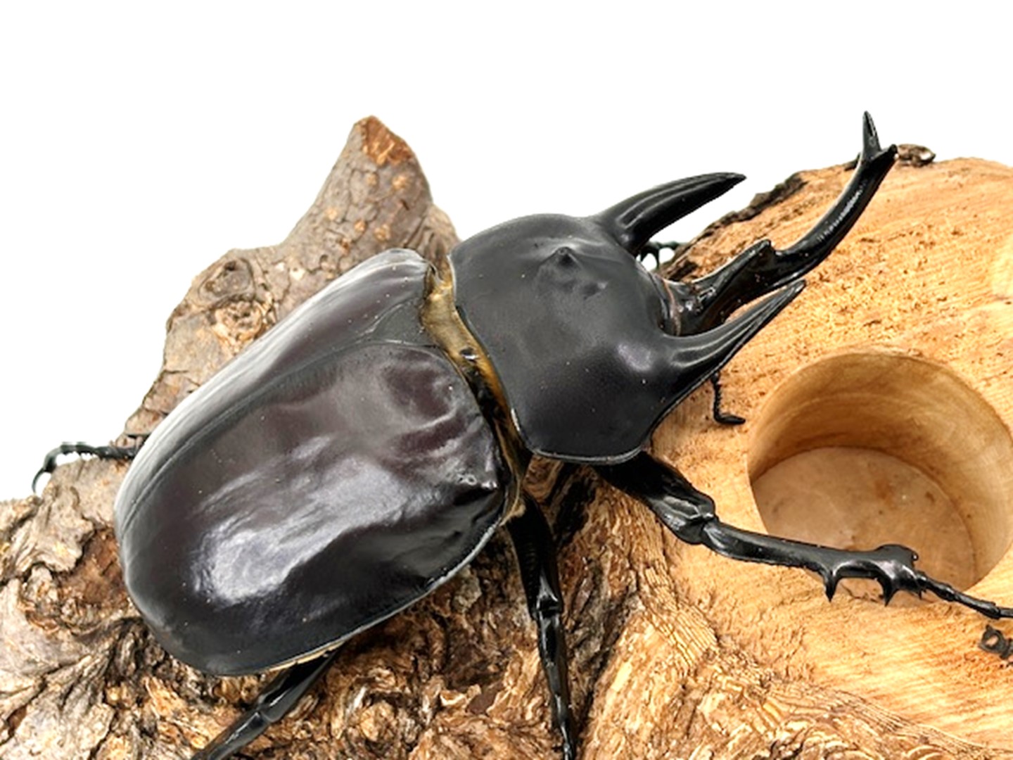 コロンビア産 クァドリツベルクラトゥスゴカクコカブト 34mm