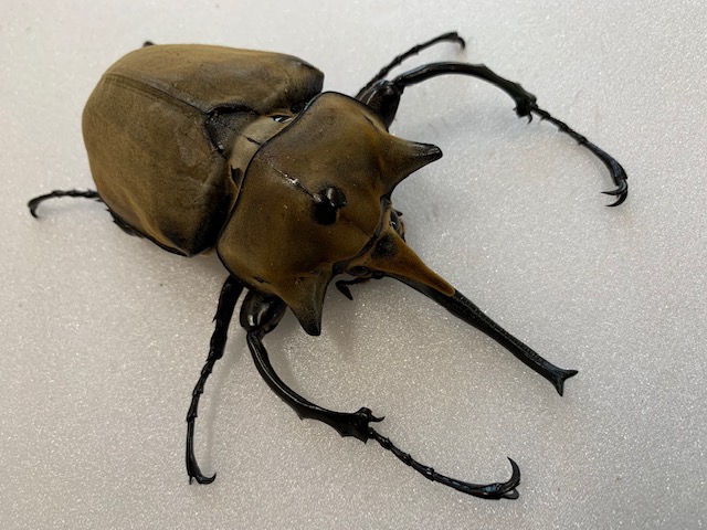 楽天市場】ゾウカブト最美麗種【DDA】エレファスゾウカブト 成虫 ペア