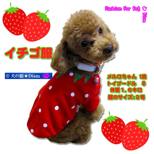 楽天市場】＼間もなく終了!10％オフ+P6倍／ 犬服 イチゴ服（超小型犬