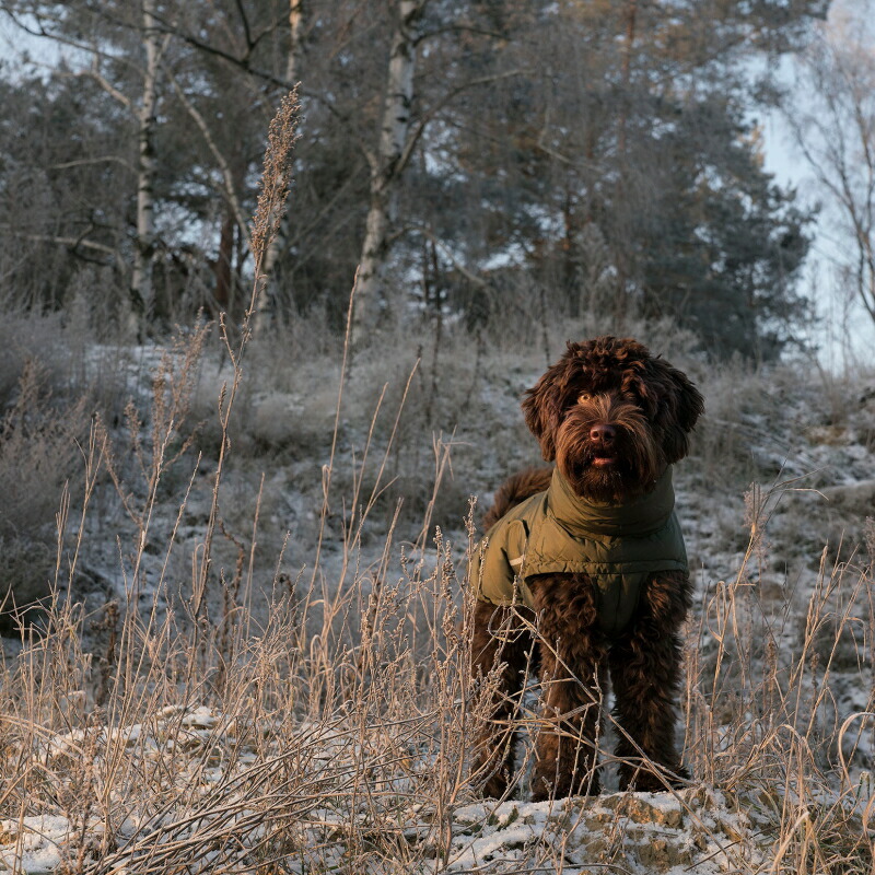 楽天市場】【数量限定！特別価格】Dog Coat Alaska ドッグコート