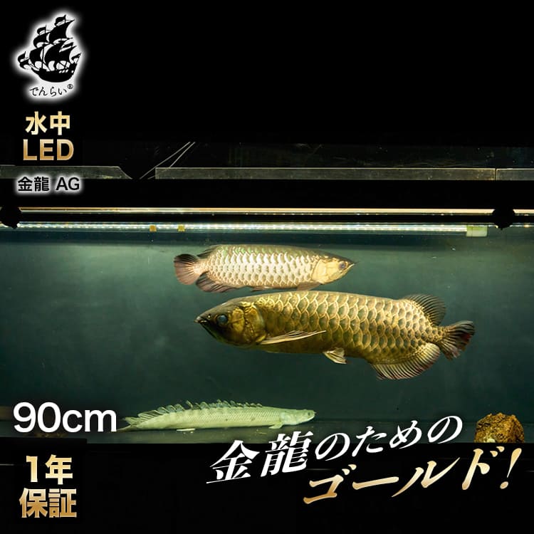楽天市場】藍底金龍 アロワナライト 水槽ライト 過背金龍 熱帯魚ライト