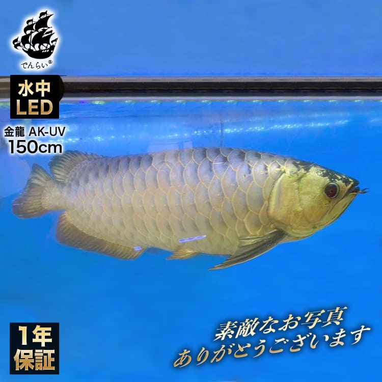 照明 水槽用 led 水中ライト」の人気商品一覧 | 安い商品を通販サイト