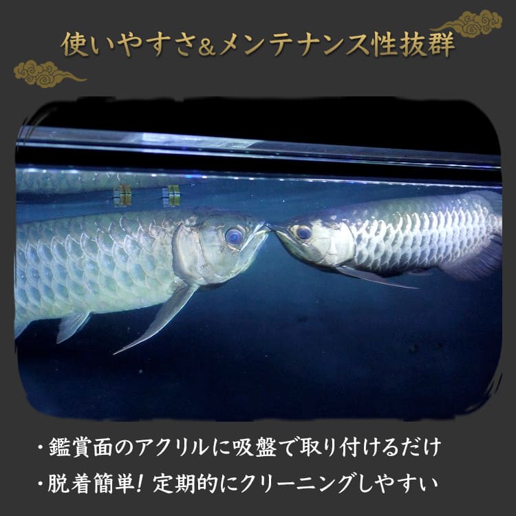 楽天市場】過背金龍 藍底金龍 アロワナライト 水槽ライト テンニング