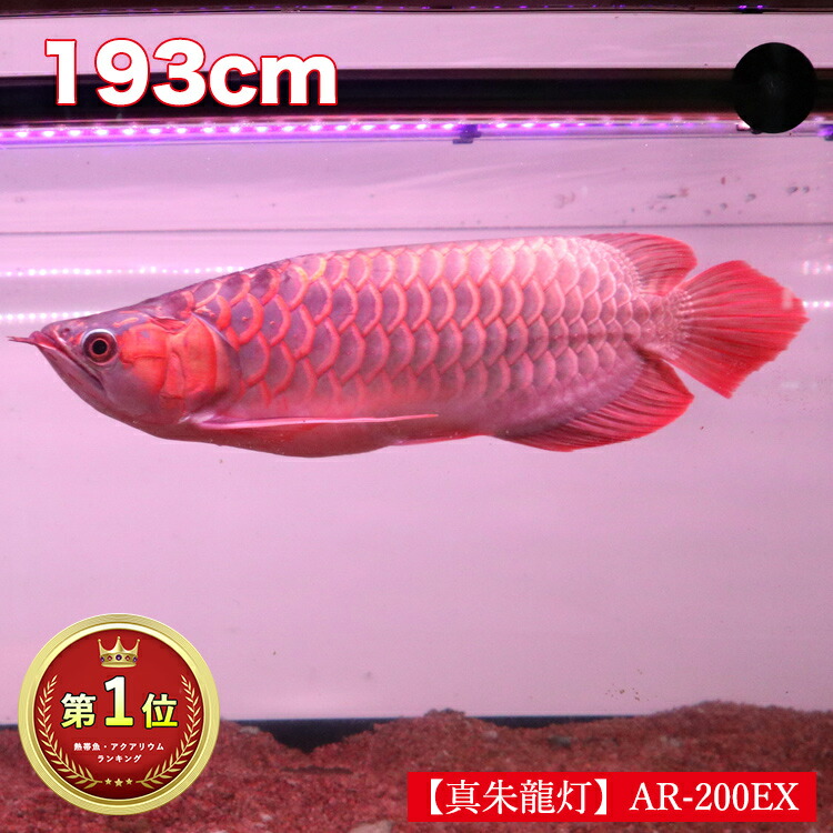 アロワナライト テンニングライト 水中蛍光灯 アロワナ ライト