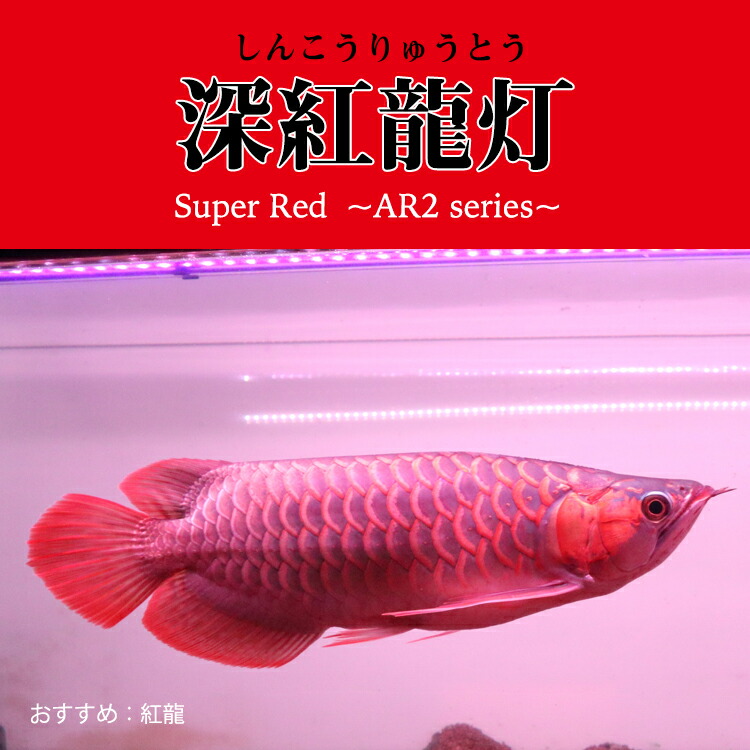 楽天市場】スーパーレッド 紅龍 レッドアロワナ 水中 アロワナ ライト