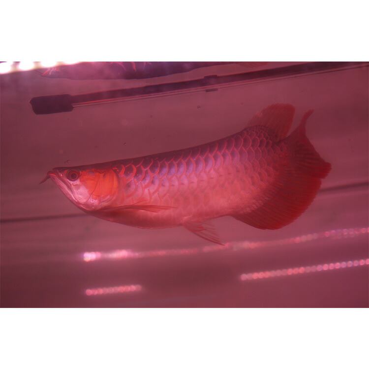 週末セール❗️アロワナ マインLEDライト 120㎝水槽用 週末セール