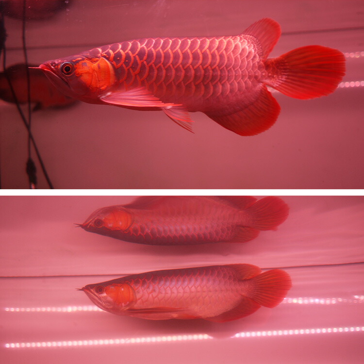 煌 紅龍用水中LEDライト 150cm水槽用 紅龍 水中 スーパーレッド