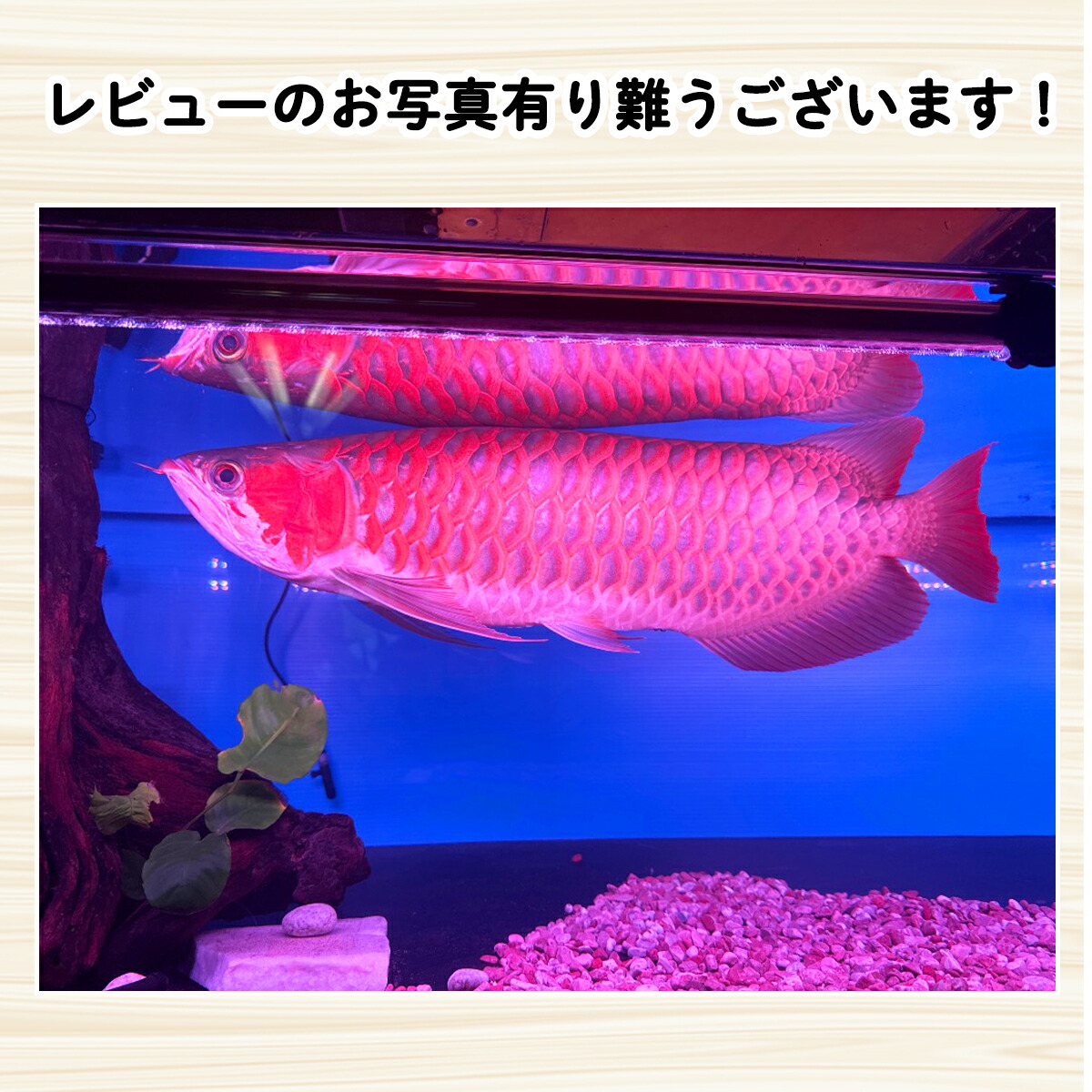 楽天市場】スーパーレッド 紅龍 レッドアロワナ 水中 アロワナ ライト