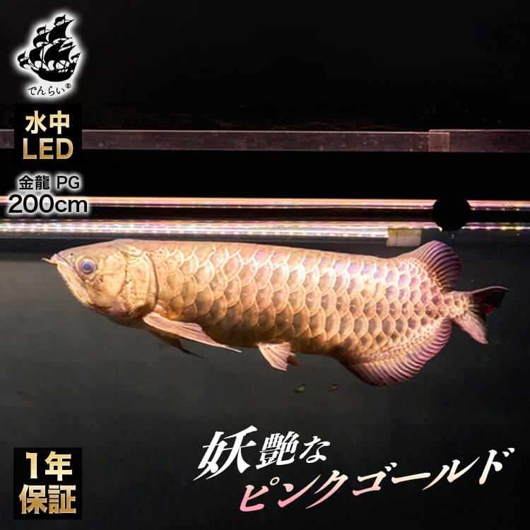 格安！真紅アロワナ専用テンニングLED1800水槽用(172㎝) 格安！真紅