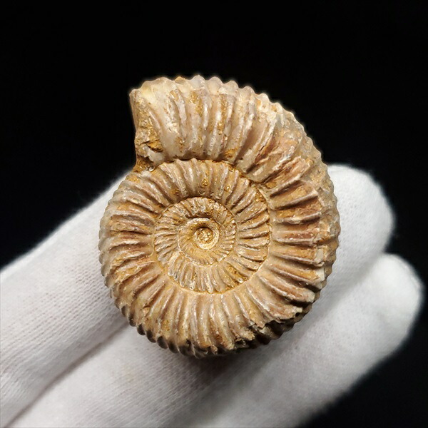 楽天市場】【送料無料】【アンモナイト/ペリスフィンクテス/化石】美品