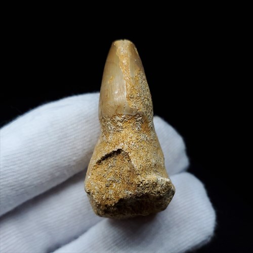 楽天市場】【送料無料】【モササウルス/化石/歯/恐竜】モササウルス