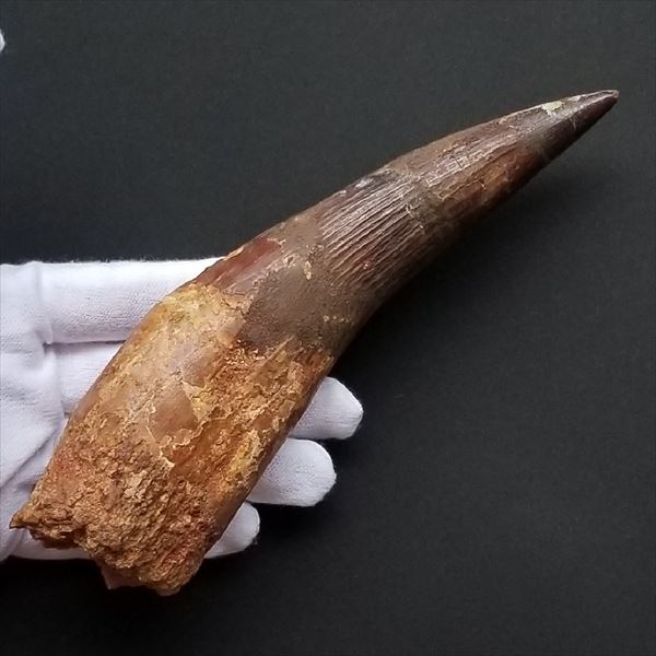 E20599】本物 特大 スピノサウルスの歯化石 スピノサウルス 歯 化石 恐竜