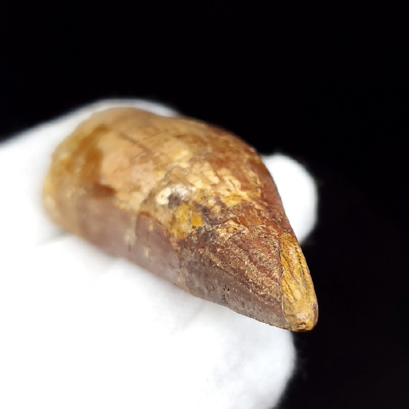 博物館級 キプロスドワーフカバ 化石 歯 本物 キプロス共和国 fr54