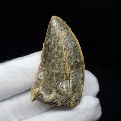 楽天市場】【送料無料】【カルカロドントサウルス/歯/化石/恐竜】極上