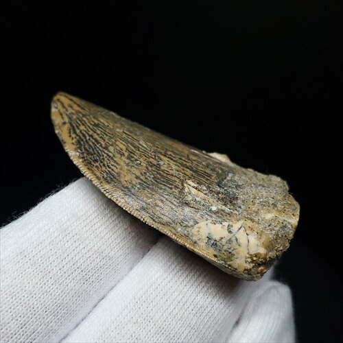 楽天市場】【送料無料】【カルカロドントサウルス/歯/化石/恐竜】極上