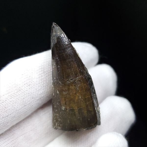 翼竜 化石 [PT15] コロボリンクス 恐竜の歯 希少 レア 翼竜 化石 [PT15