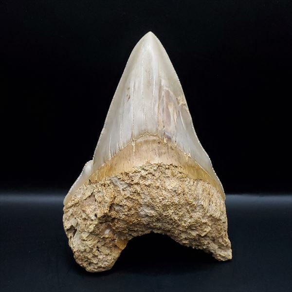 楽天市場】【送料無料】【メガロドン /化石/歯/恐竜】極上 メガロドン