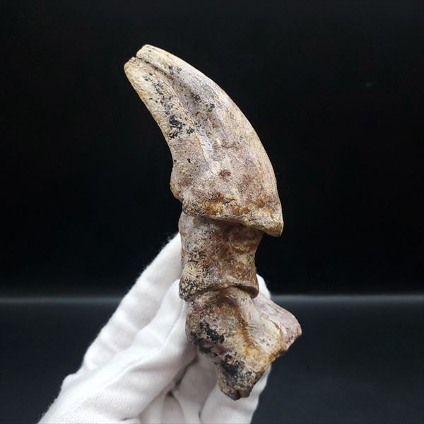 楽天市場】【送料無料】【ティラノサウルス類/爪/化石】博物館級