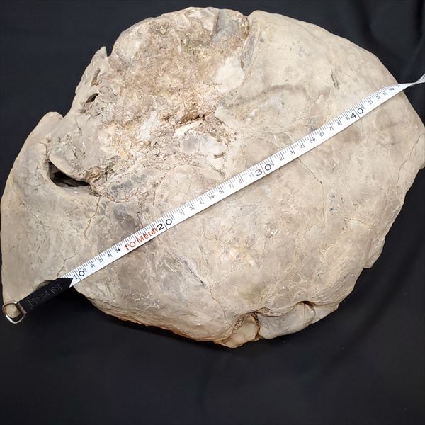 母岩付き アンモナイト 三畳紀 化石 本物 ノルウェー産 210mm fan1