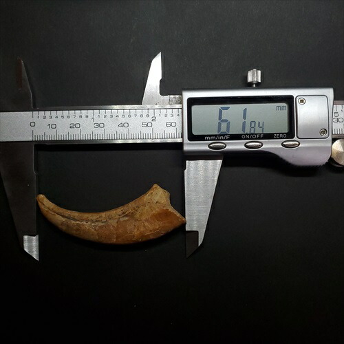 楽天市場】【送料無料】【アランカ/化石/恐竜】博物館級 アランカ 翼竜