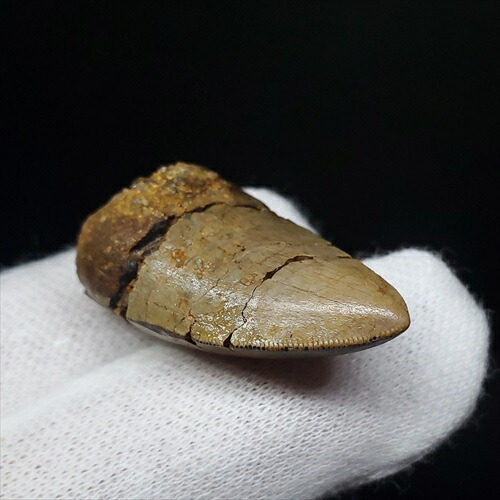 楽天市場】【送料無料】【メガロサウルス/化石/恐竜】博物館級 メガロ