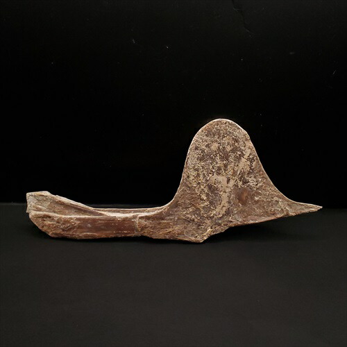 楽天市場】【送料無料】【タペヤラ/化石/恐竜/翼竜】博物館級 タペヤラ