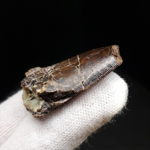 楽天市場】【送料無料】【アベリサウルス科/歯/化石/恐竜