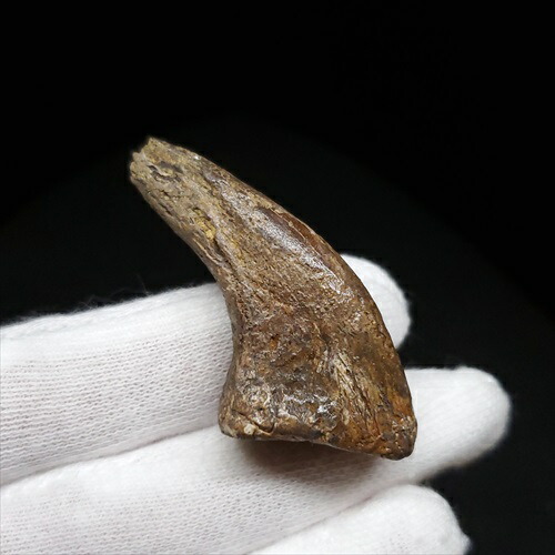 楽天市場】【送料無料】【獣脚類/爪/化石/恐竜】獣脚類 歯 爪 本物