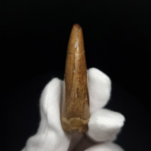 楽天市場】【送料無料】【アベリサウルス/歯/化石/恐竜】極上