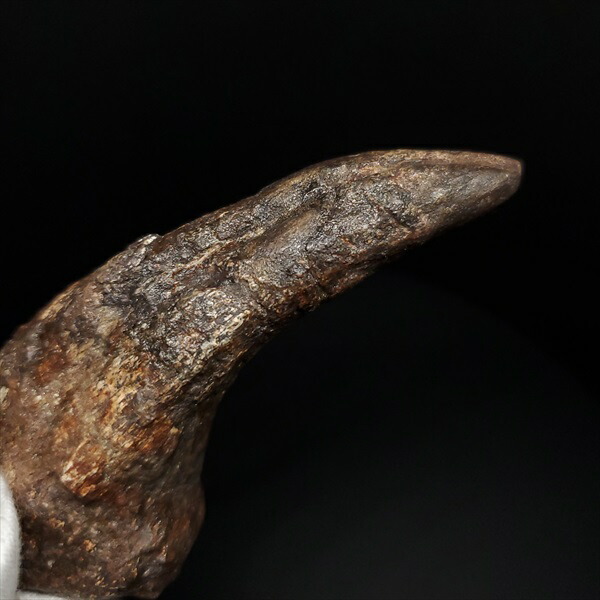 楽天市場】【送料無料】【アフロベナトル爪/化石/恐竜】アフロベナトル