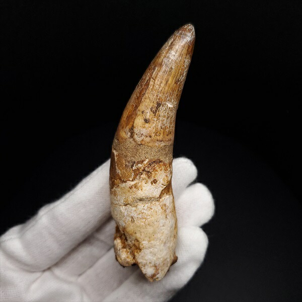 モロッコ産 ワニの椎骨化石 モロッコ産 ワニの椎骨化石