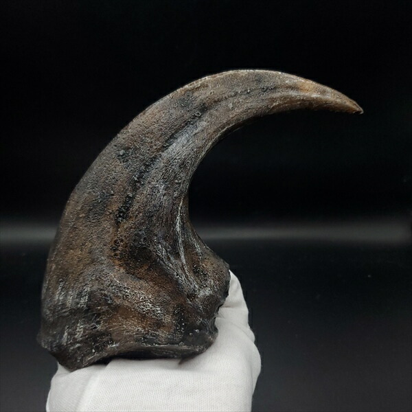 国産化石 貴重レプリカ 251112－1 国産化石 貴重レプリカ 251112－1