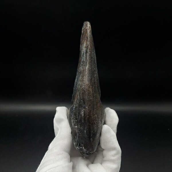 アロサウルス 爪 化石 レプリカ 約171.62mm arr17 【公式通販】