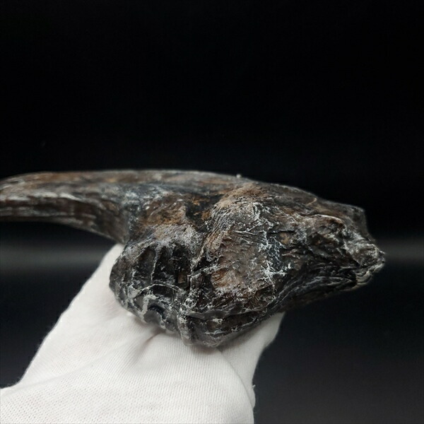 楽天市場】【送料無料】【アロサウルス /恐竜/化石】 アロサウルス 爪